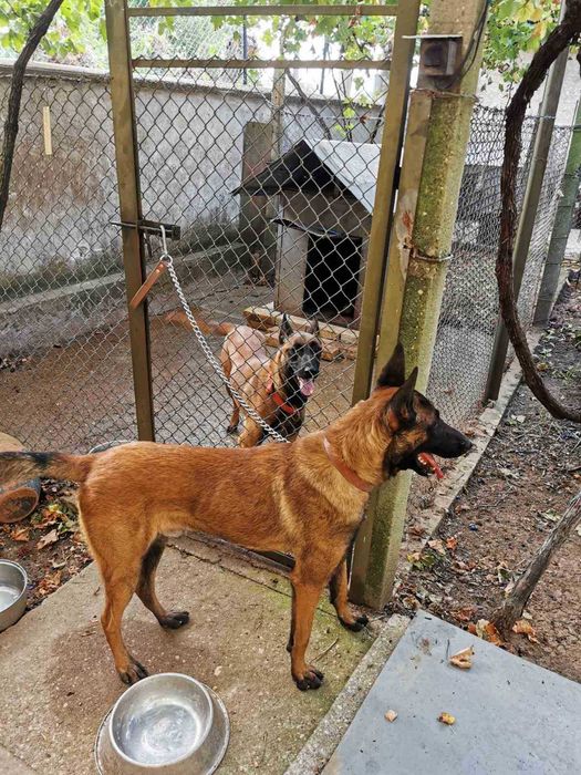 Продавам белгийски овчарки/малиноа