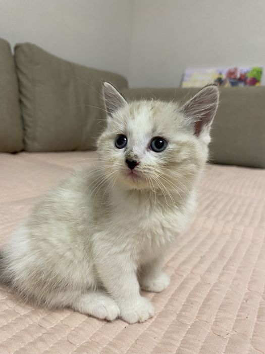 Продаётся милая кошечка