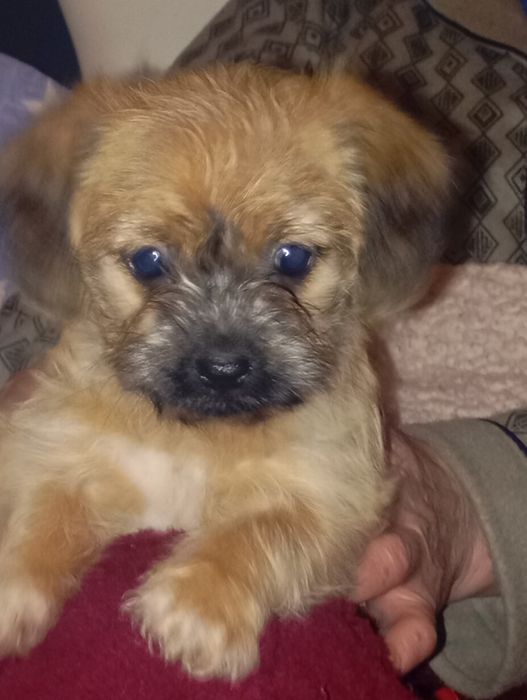 Căței spre adopție