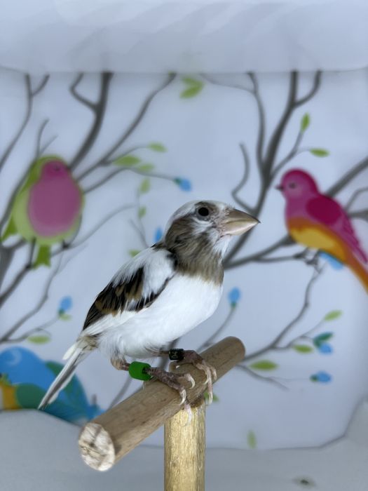 Canari rasa spaniola