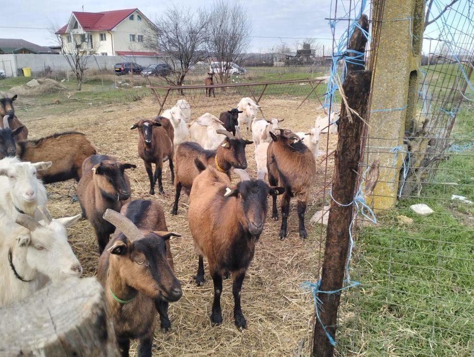 Vând capre originale