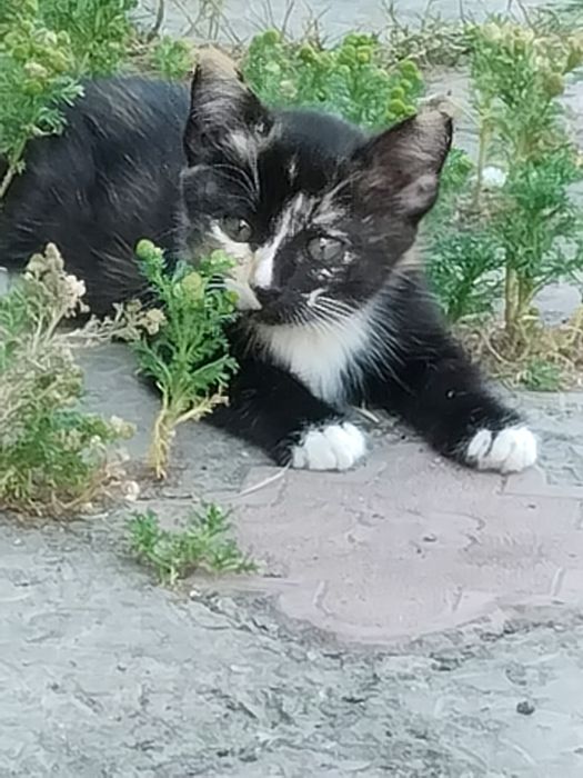 Отдам котят в добрые руки