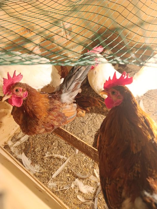 Yapon Tovuq Xorozlar sotladi