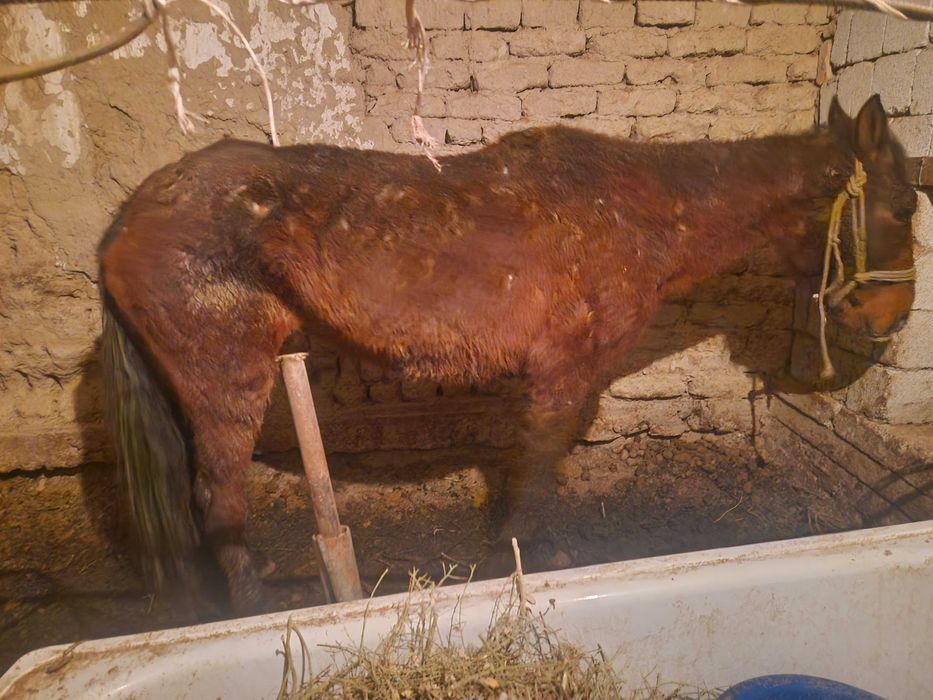 Кысыр бие сатылады