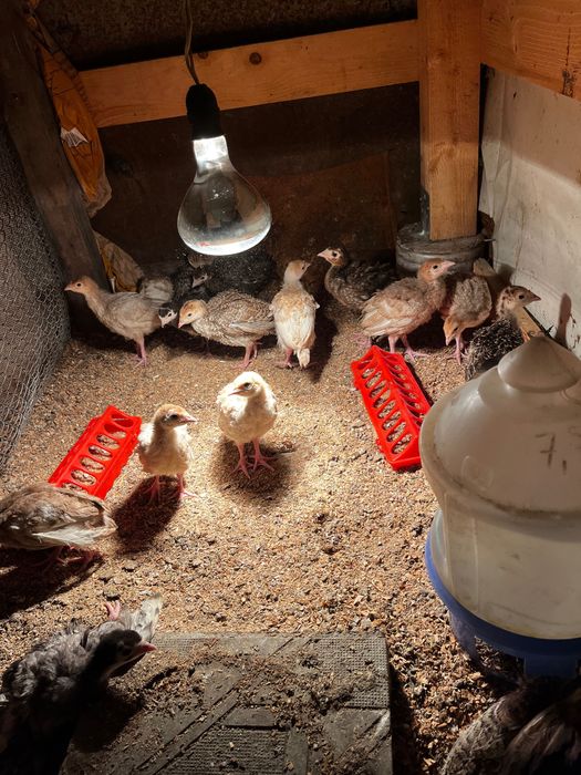 Домашни пуйчета на 40 записване