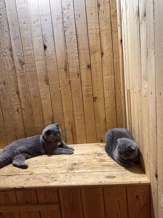 Кот на Вязку Британец
