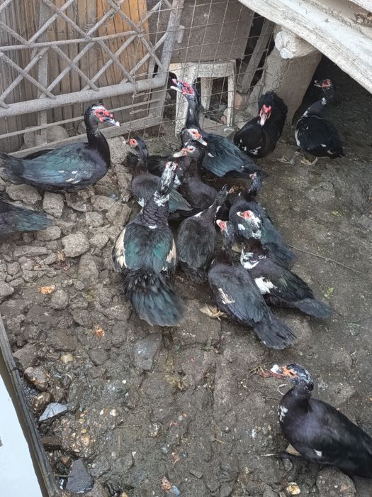 Rățoi leșești de vânzare