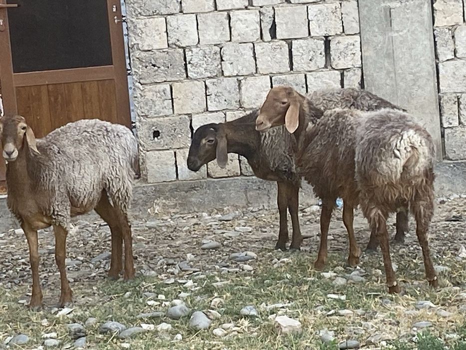 Qõylar sotiladi !