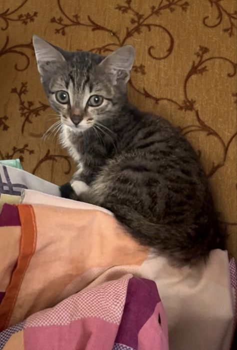 Котята 2,5 месяца мальчики