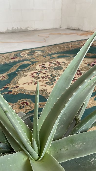 Продам алоэ лечебное