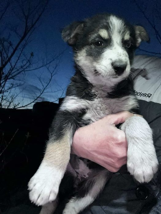 Ищем дом для щенят