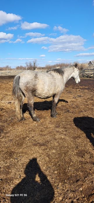 Лошади четыре кобылы