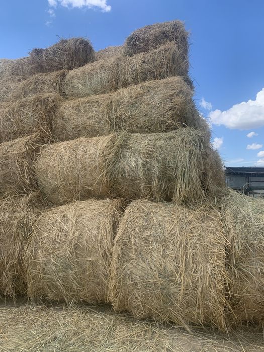 Продам сено суданки