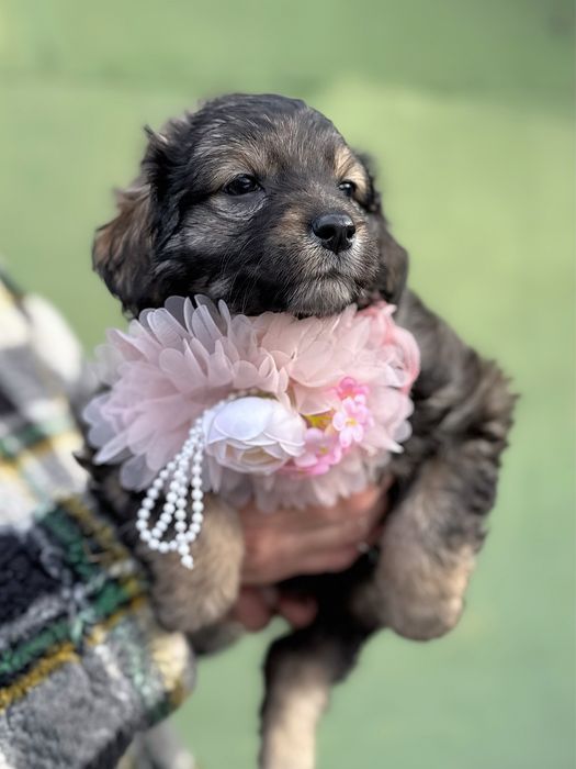 Уходенные щенки ищут дом