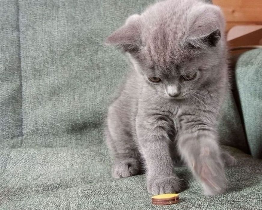 Котята девочки 1.5 мес в голубых шубках