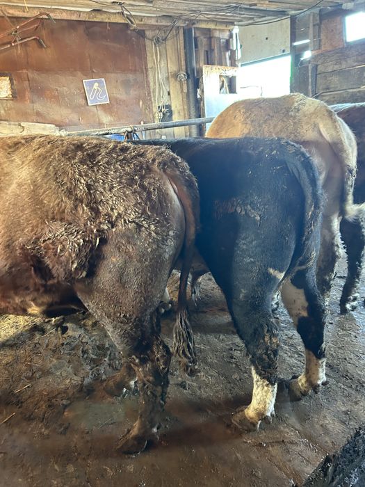 Откорм бычки 6 голов