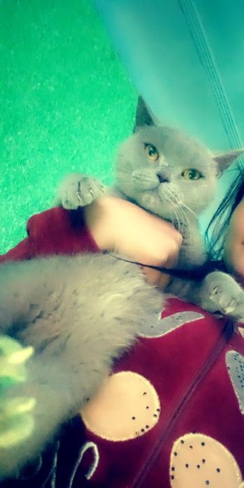 Sotiladi scotish strayt