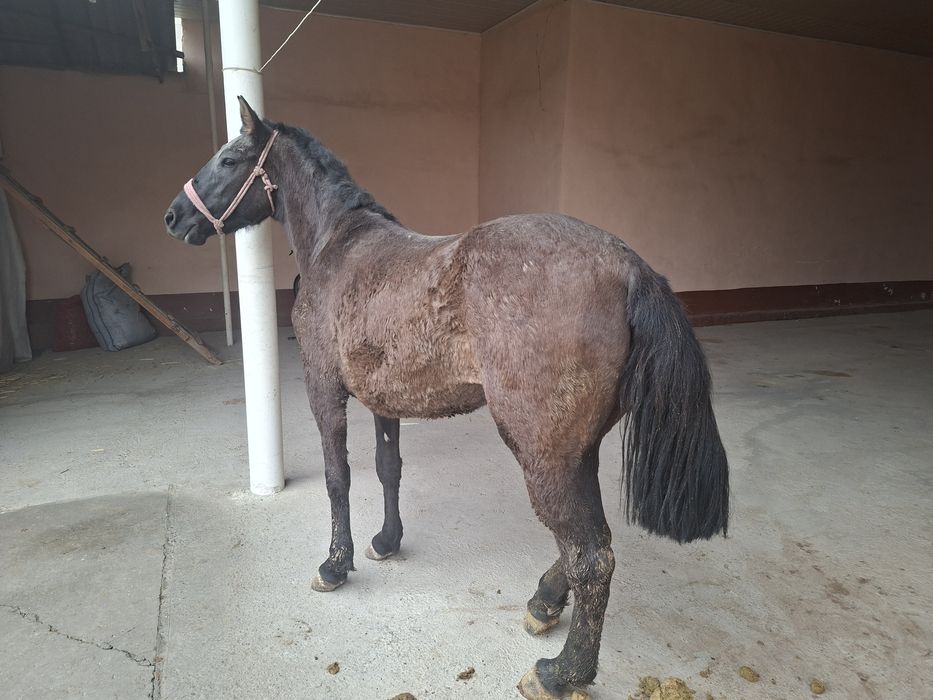 Байтал   сатылады