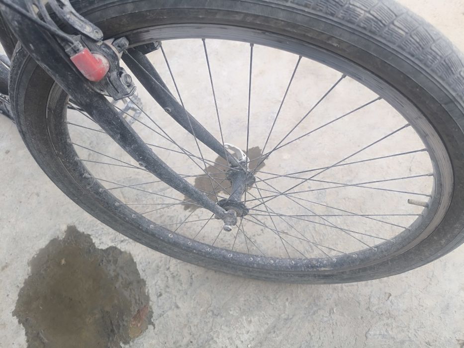 Velik bigbul amerikaniski