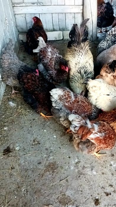 Ouă incubat Wyandotte/moțate