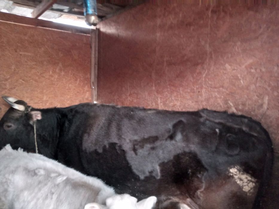 Бұзау сиры сүт...