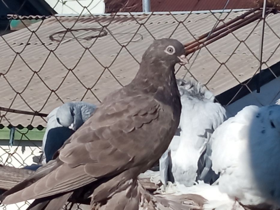 Голуби разных пород