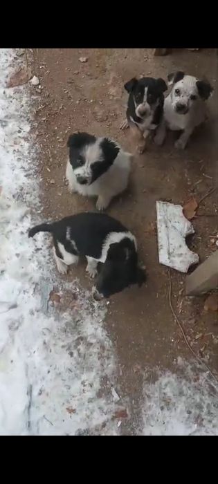 Отдам бесплатно щенков метисов