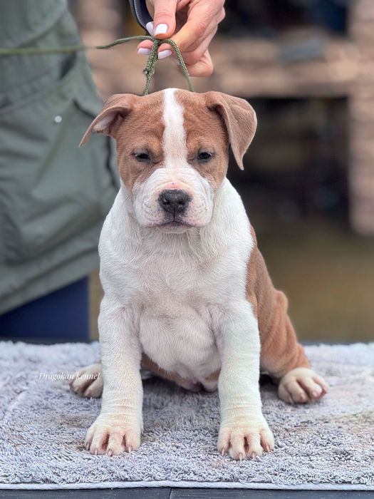 Pui amstaff rasa pură cu pedigree