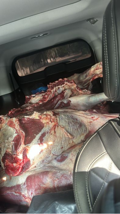 Принимаю мясо крс