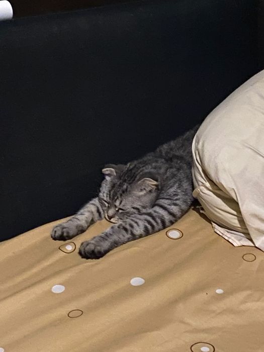 Отдам кота в хорошие руки