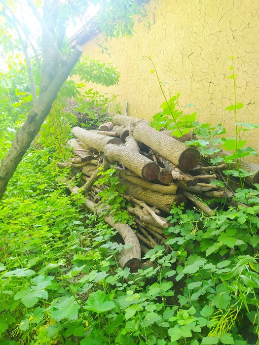 Утин сотилади! Otin bor sotiladi