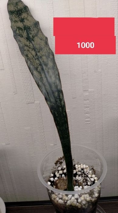 Продам отростки комнатных растений