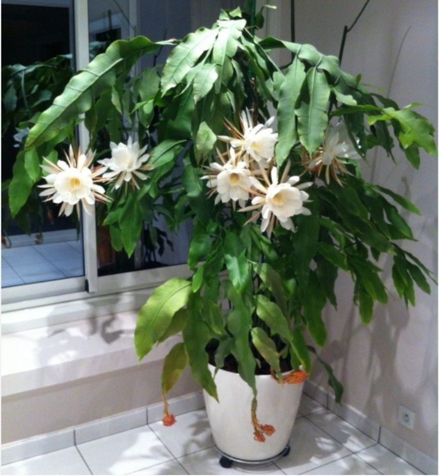 Марниера цветок фото уход в домашних Марниера цветок фото уход в домашних