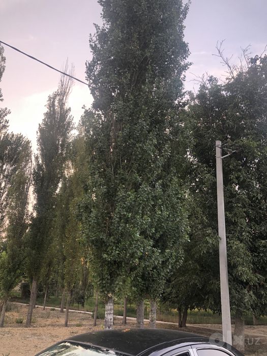 Терак сотилади 6 млн