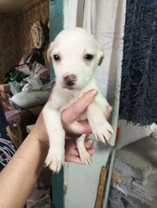 Продаются щенки.