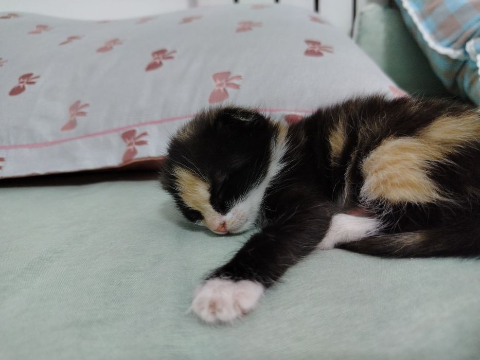 Котёнок, девочка, шотланская весаухая.