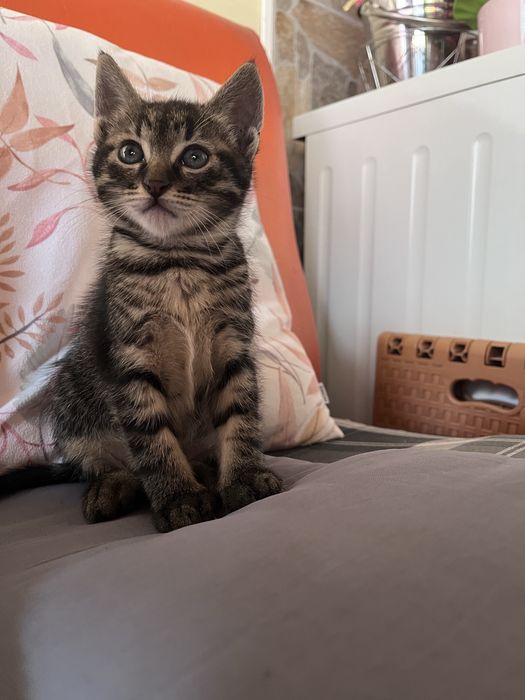 Подарявам котета