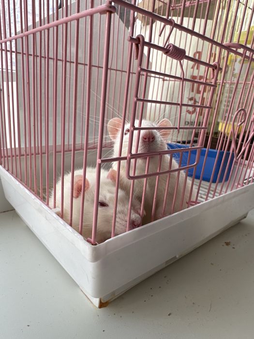 Отдам крыс в добрые руки