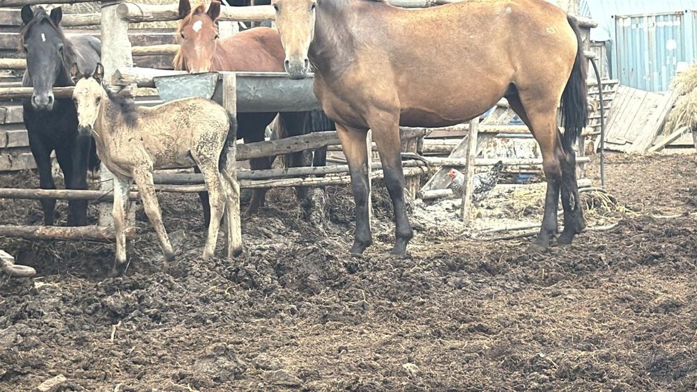 Құлынды бие сатамын