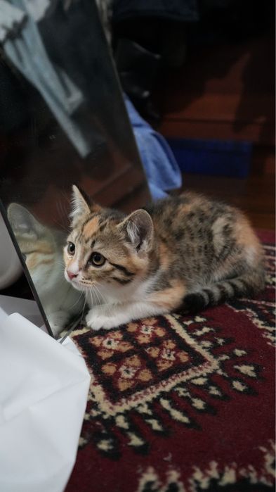 Mushuk sotiladi 300 min