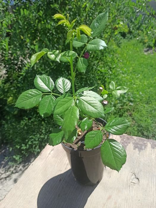 Продам. Розы молодые