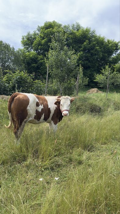 Vând junica gestantă