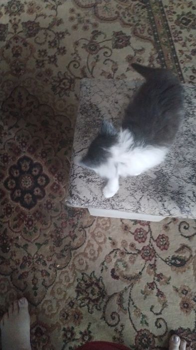 Кошечка 1,5 месяца