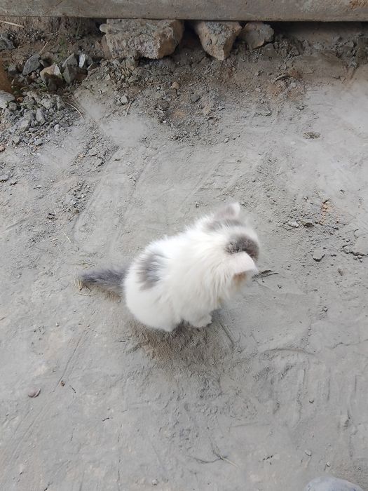 Котенок выслоуха