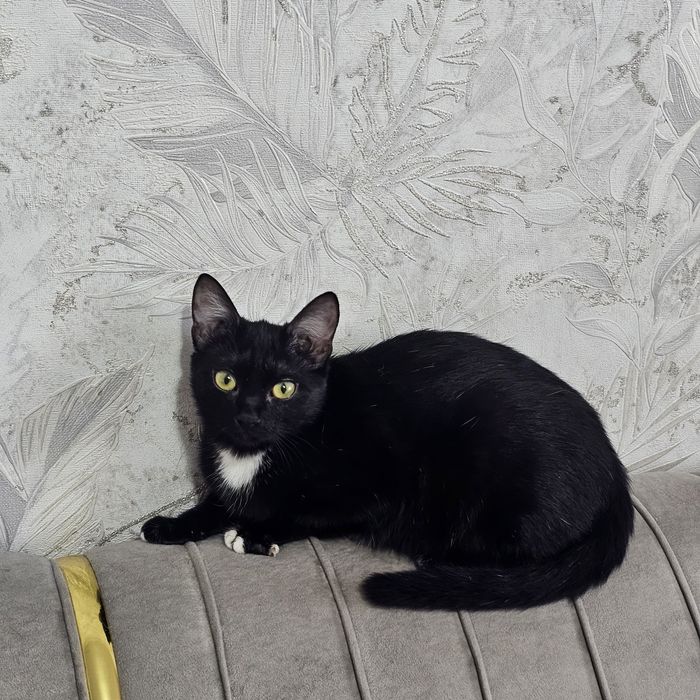 Отдам котенка в добрые руки мальчик и девочка