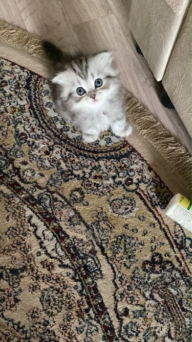 Шотландские котята