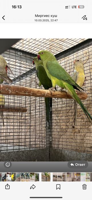 Ожереловый попугай