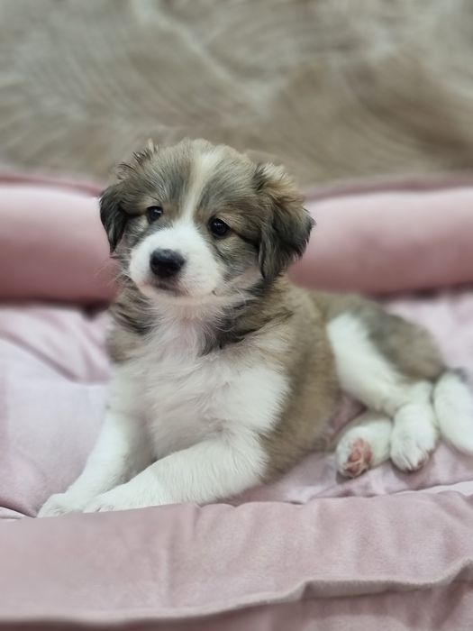 Домашний щенок.Ваше персональное счастье.