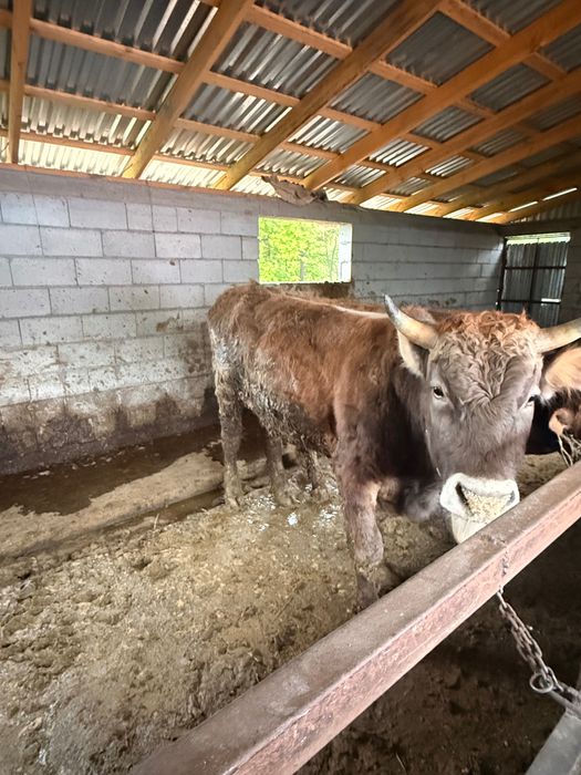 Продам 10 Бычков 1,5-2 годовалых