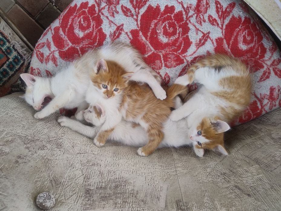 Donez pui de pisică
